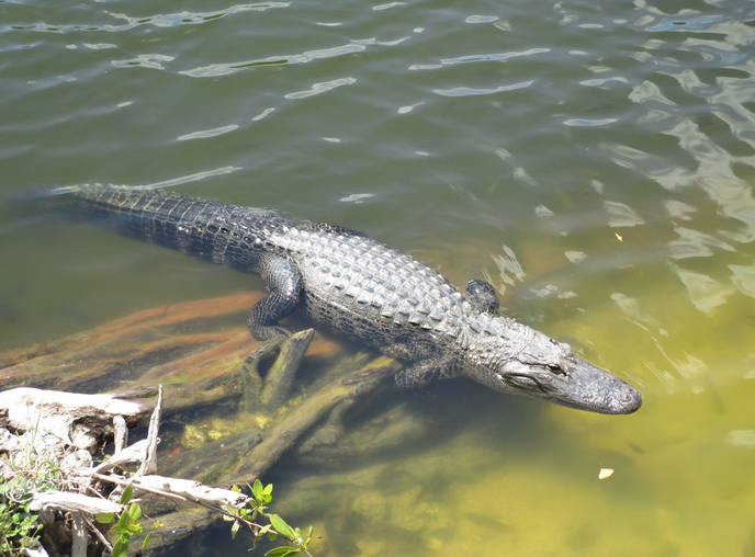 alligator